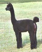 Inti alpaca shearing services - example of our work.