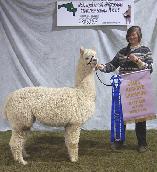 Alpaca shearing services in New England.