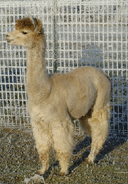 Maple Brook Nomar, full brother to Maple Brook Bolero, is now residing at Whittekind Alpacas in Germany.