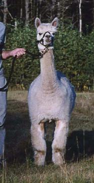 Camaeo, one of the quality female alpacas for sale in NH.
