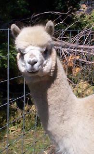 Quality alpacas producing quality fleece.