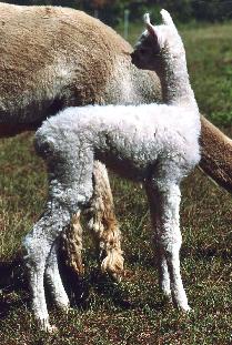 Newborn alpaca cria by Mister Maverick, son of Don Julio.