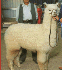 The Alianza import, Peruvian Bueno, is shown winning the first alpaca Futurity show, judged by Julio Barreda, owner of the famous Accoyo herd of alpacas in Peru.