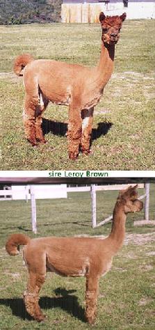 Camei's sire - Bad Bolivian Leroy Brown
