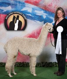 Inti B My Girl, shown winning 3rd place at the 2010 AOBA National Show, she is a 2 time Champion daughter of Maple Brook Bolero.