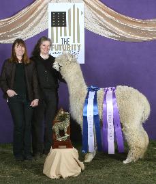 Alpaca Futurity Champion, shown by Linda Marie