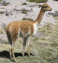 Vicuna, ancestor of the alpaca.