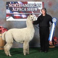 Maple Brook Bolero, blue ribbon award winnerat the 2008 North American Alpaca Show.