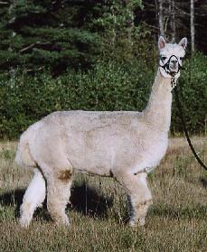 Cameo, offered for sale by Inti Alpacas, LLC.