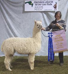 Inti Impression, an example of the quality offered by Inti Alpacas, LLC.