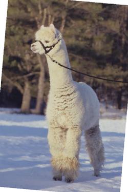 Alpacas for sale - award winning Augusto grandson.