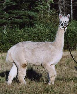 Female alpaca for sale in New England.